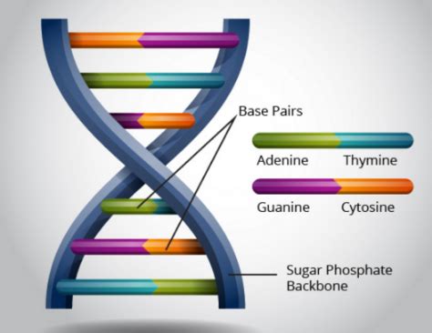 dna byju's.